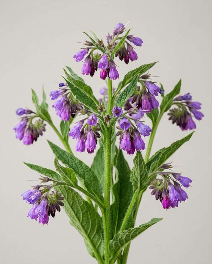 Comfrey